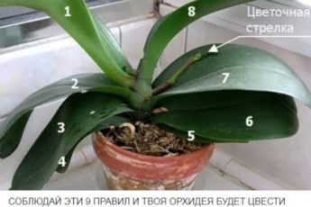 СОБЛЮДАЙ ЭТИ 9 ПРАВИЛ И ТВОЯ ОРХИДЕЯ БУДЕТ ЦВЕСТИ КРУГЛЫЙ ГОД