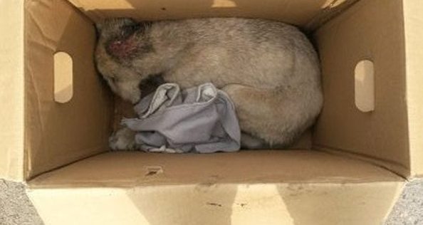 Её все гнали прочь… Собака с дырой в горле не ждала сострадания, но точно его заслуживала!