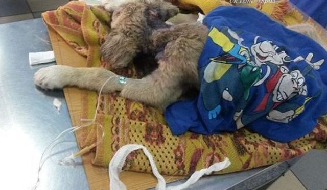 Её все гнали прочь… Собака с дырой в горле не ждала сострадания, но точно его заслуживала!