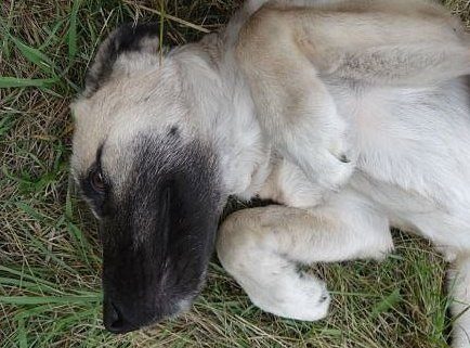 Её все гнали прочь… Собака с дырой в горле не ждала сострадания, но точно его заслуживала!