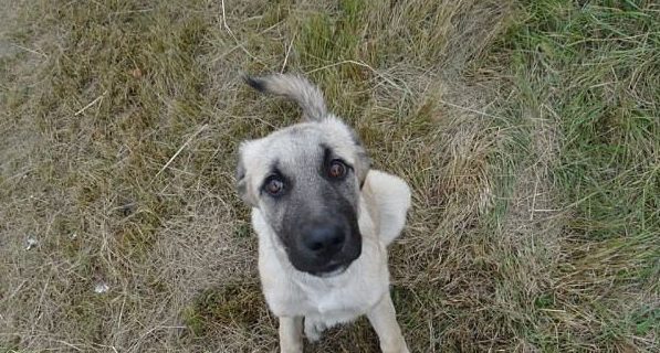 Её все гнали прочь… Собака с дырой в горле не ждала сострадания, но точно его заслуживала!