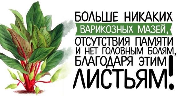 bolshe-nikakih-varikoznyh-mazej-otsutstviya-pamyati-i-net-golovnym-bolyam-blagodarya-etim-listyam-11