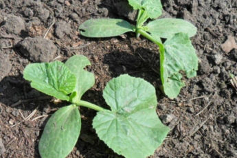 183e400f9b22957e11be6c7e26b227a7