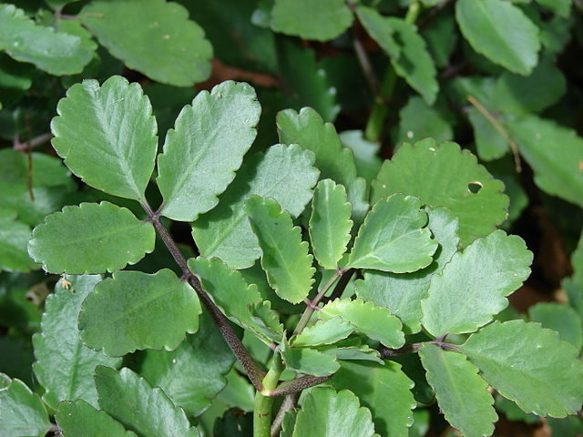 kalanchoe_pinnata-1