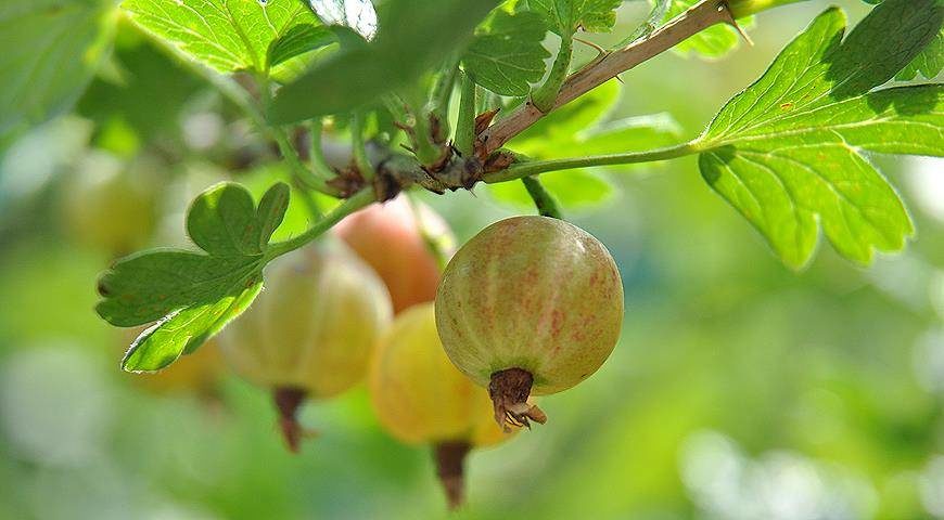 Сосед всегда удобряет крыжовник в октябре, теперь поняла почему у него всегда крупные и сладкие ягоды. 3 Сосед всегда удобряет крыжовник в октябре, теперь поняла почему у него всегда крупные и сладкие ягоды.