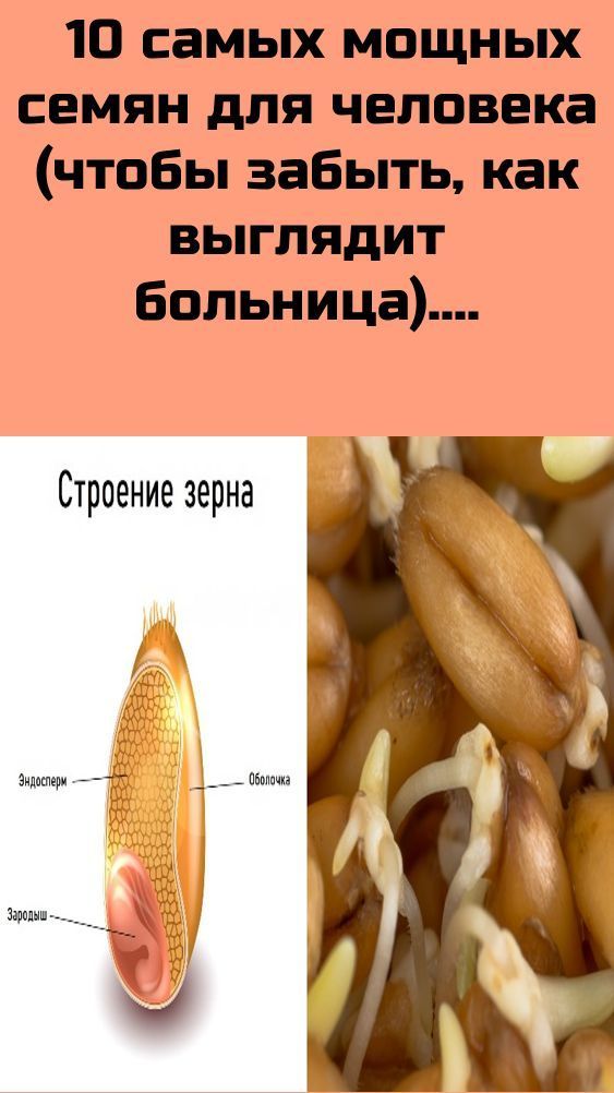 10 самых мощных семян для человека (чтобы забыть, как выглядит больница). Приведут к долголетию. 4 10 самых мощных семян для человека (чтобы забыть, как выглядит больница)_ Приведут к долголетию_