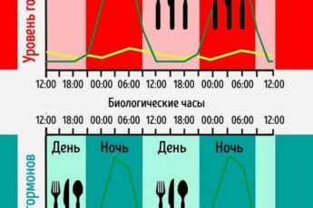 Феномен «окна питания» и главные принципы здорового похудения 1 Феномен «окна питания» и главные принципы здорового похудения