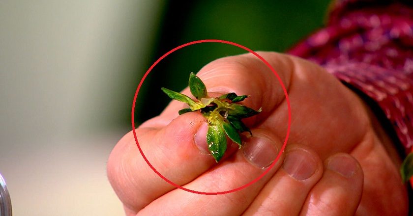 Сушеные хвостики клубники ценятся дороже, чем сама ягода: не упусти свой шанс заготовить их в сезон. 9 Сушеные хвостики клубники ценятся дороже, чем сама ягода: не упусти свой шанс заготовить их в сезон.