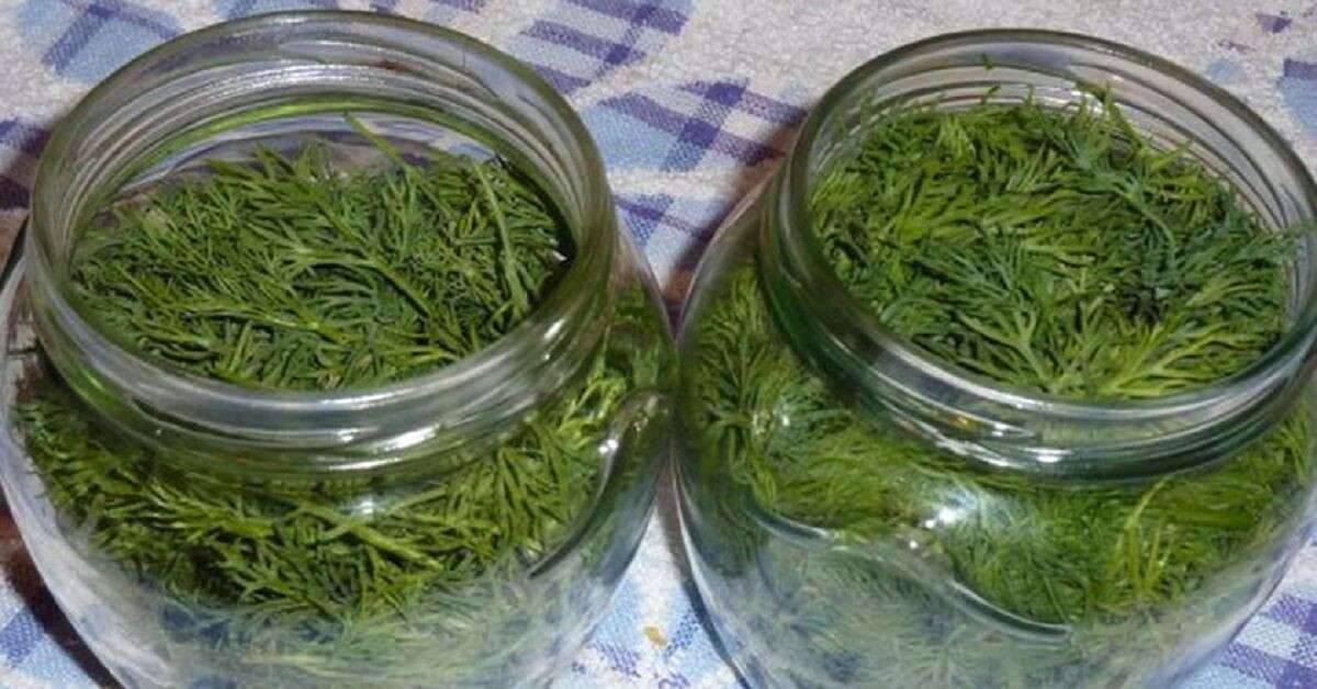 Сохраняю укроп свежим до Нового года без заморозки: продавщица на рынке рассказала секрет 4 Сохраняю укроп свежим до Нового года без заморозки: продавщица на рынке рассказала секрет