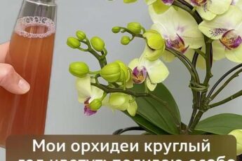Мои орхидеи круглый год цветут: поливаю особо полезным настоем.