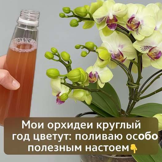 Мои орхидеи круглый год цветут: поливаю особо полезным настоем.