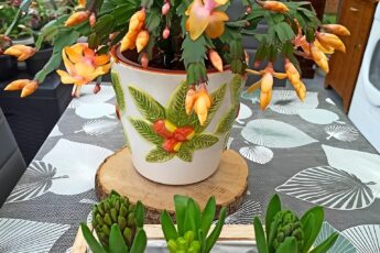 После этой подкормки декабрист взрывается цветами! Буквально через несколько дней — весь в бутонах и ярких цветках 😍 💧 Делюсь проверенной подкормкой, которая творит чудеса!