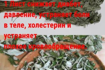 ПОЖИЛЫЕ ЛЮДИ ,a вы знали об этом Чудо-лист? Этот 1 Лист снижает диабет, давление, устраняет боли в теле, холестерин и устраняет плохое кровообращение.