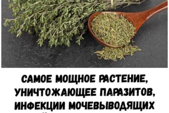 Самое мощное растение, уничтожающее паразитов, инфекции мочевыводящих путей и мочевого пузыря, вирусы герпеса и гриппа..