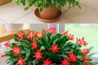 Только что залила этот специальный ингредиент на свой рождественский кактус, чтобы активировать цветение, так он будет цвести круглый год