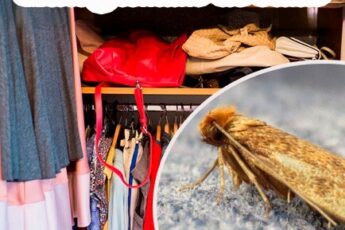 Моль в шкафу: как избавиться и предотвратить повреждение одежды.