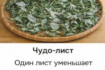 ПОЖИЛЫЕ ЛЮДИ !!: Этот 1 Лист снижает диабет, давление, устраняет боли в теле, холестерин и устраняет плохое кровообращение.