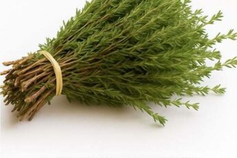 Самое мощное растение, уничтожающее паразитов, инфекции мочевыводящих путей и мочевого пузыря, вирусы герпеса и гриппа...