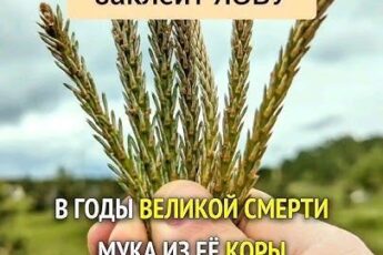 Я собираю первые зеленые побеги, режу и заливаю медом