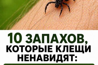 «10 запахов, которые клещи просто не переносят»: с тех пор они меня больше не беспокоят!