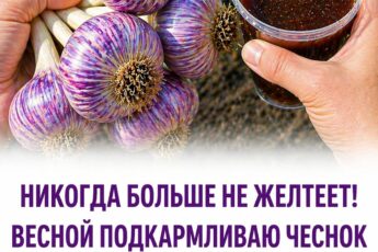 Чесночок это очень любит и вырастет крупным, не пожелтев до самого августа Вот чем его нужно полить в апреле–мае