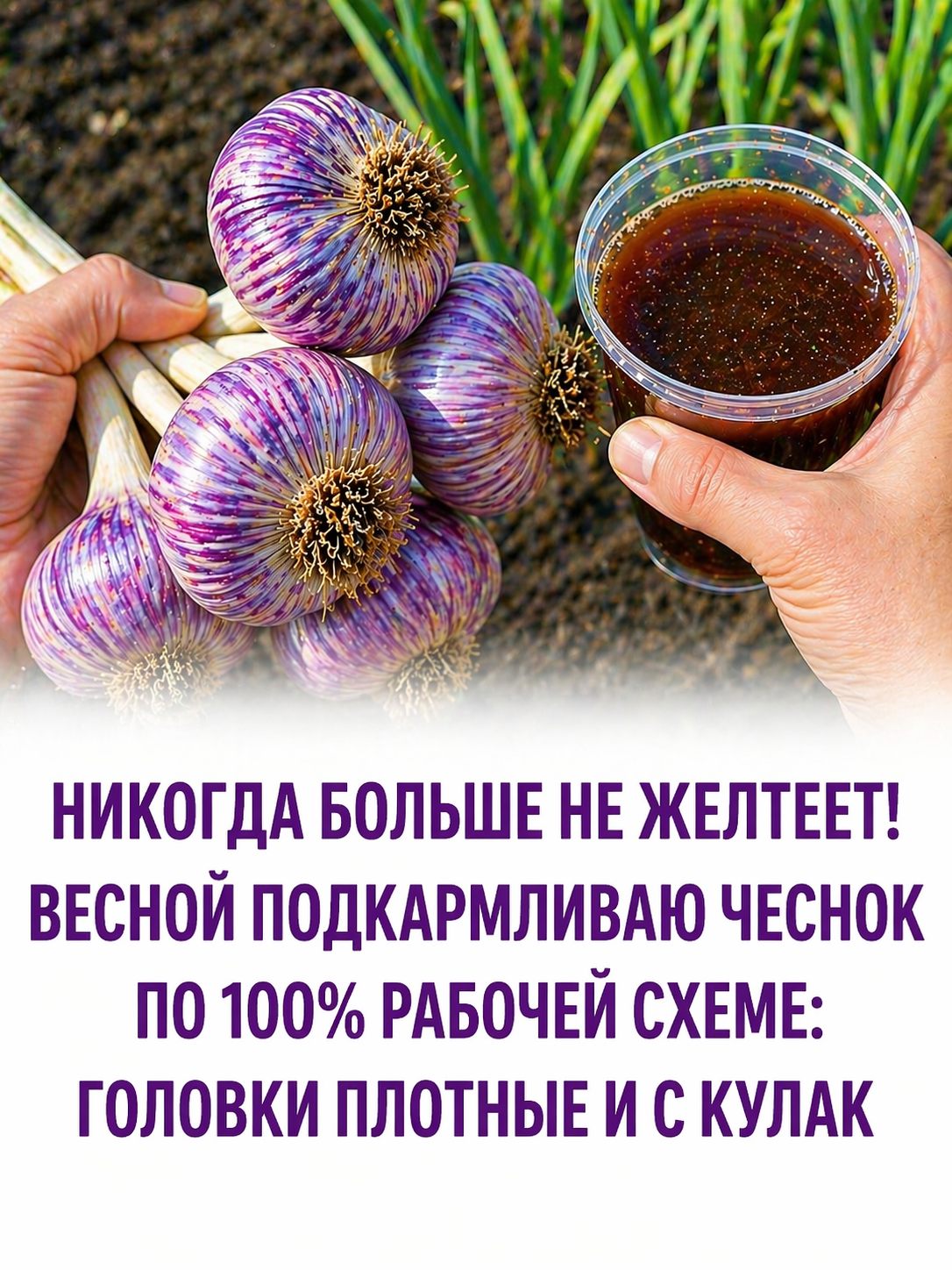 Чесночок это очень любит и вырастет крупным, не пожелтев до самого августа Вот чем его нужно полить в апреле–мае