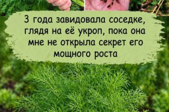 Как правильно сажать укроп, чтобы он был густым и темно-зеленым