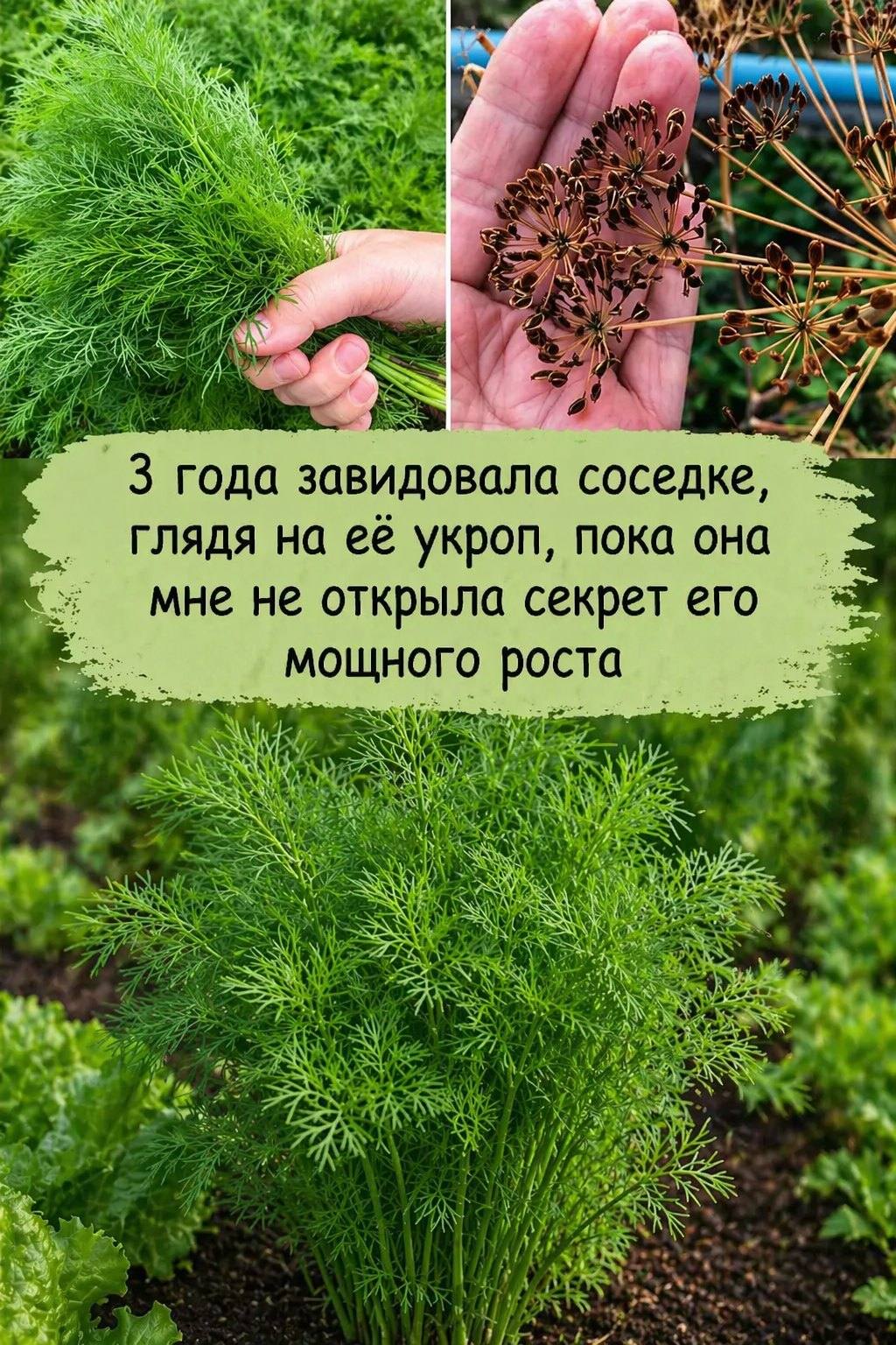 Как правильно сажать укроп, чтобы он был густым и темно-зеленым Как правильно сажать укроп, чтобы он был густым и темно-зеленым