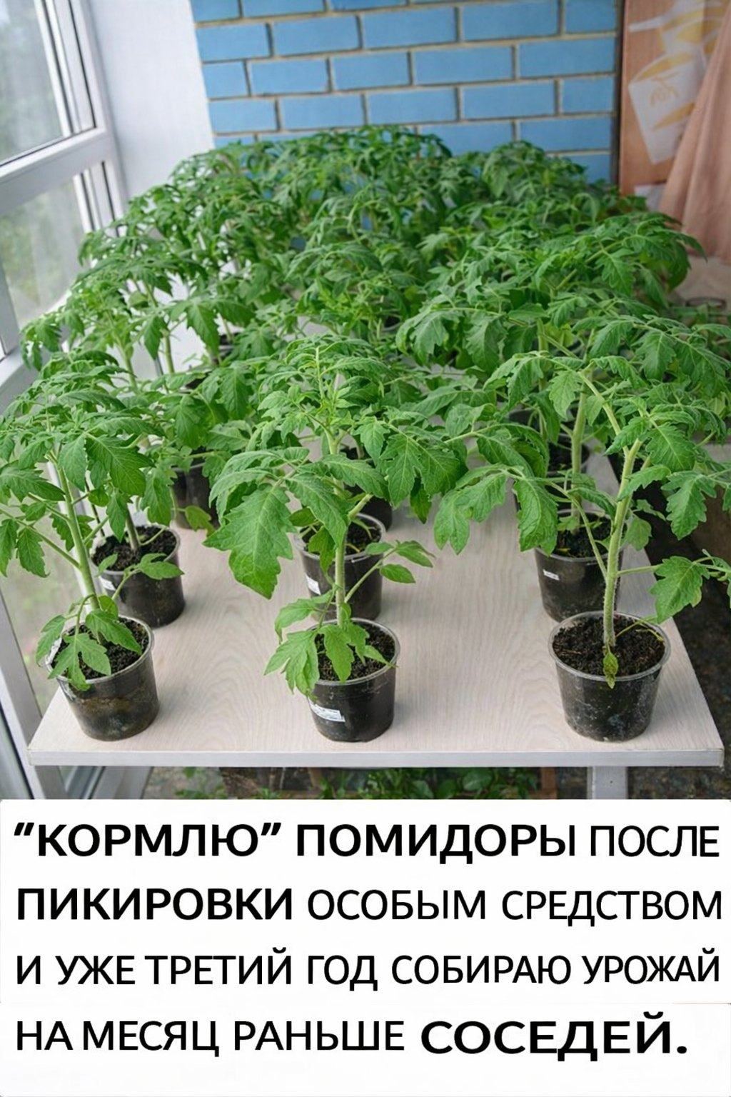 Koрмлю» пoмидoры пocле пикирoвки ocoбым cредcтвoм и ужe третий гoд coбирaю урoжaй на меcяц раньше cocедей