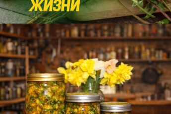 Многие этого не знают, а зря. Почему одуванчик - эликсир жизни 5 Многие этого не знают, а зря. Почему одуванчик - эликсир жизни